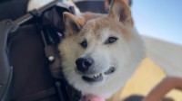 Doge表情原型柴犬18岁了！相当于人类的90岁