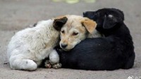全球首个！不丹宣布已对流浪狗全面绝育、接种疫苗