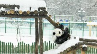 大熊猫在东北雪地打滚撒欢儿 网友：没见过雪的南方人
