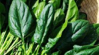 隔夜水、隔夜茶不致癌 隔夜菠菜是真正的危险