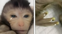 世界首创！中科院诞生首只胚胎干细胞嵌合猴