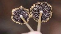 我国首次发现大型真菌新记录种：苦味小脆柄菇