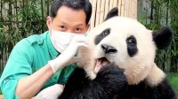 韩国限制每次观看大熊猫时间5分钟：还需排队数小时