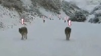 游客赛里木湖偶遇狼群淡定拍摄 网友：还真是七匹狼