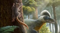 科学家发现1.2亿年前“梦幻小兽” 填补中耳演化空白
