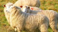 澳大利亚一头羊价格不到160元 牧民遭遇羊肉价格大跌