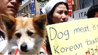 韩国拟推禁食狗肉法案 养殖户威胁放生200万只猎犬