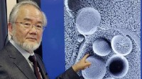 研究称空腹16小时启动自噬功能：细胞做自我清理