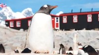 南极企鹅邮局1.6万招企鹅铲屎官 需帮数百只企鹅铲屎