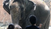 世界上最孤独大象去世：被动物园圈养33年无同伴