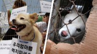 韩国农户与警方起冲突 抗议政府考虑通过“禁食狗肉”法案