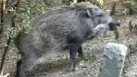 景区野猪被游客投喂成
