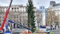 挪威给英国送了颗秃的圣诞树 英国网友：不想送别送