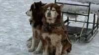 哈尔滨雪橇犬高强度工作引争议 文旅局：已开始清理