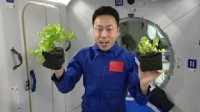 太空菜园收菜画面公布 航天员边摘边吃