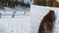 美国一滑雪跑道突然冲出黑熊 与滑雪场擦肩而过
