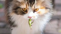 研究称猫是高效的物种杀手 可以吃2000多个物种