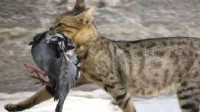 猫“菜单”上有超2000种动物 地球上最完美的捕食者之一