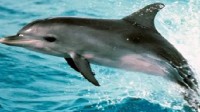 科学家发现“长拇指”的海豚 网友：天生自带瓶起子