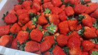 草莓价格大跳水登顶热搜 部分价格已经“腰斩”