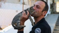 土耳其规定不得驱赶流浪猫 所以爱猫人士就别去了