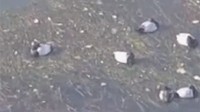 日本最大湖泊大量水鸟死亡 专家警告不要接触尸体
