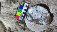 湖北首次发现3枚结晶恐龙蛋化石 内部闪闪发光