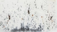 《自然》预测2024年值得期待的科学大事：蚊子“武器化”