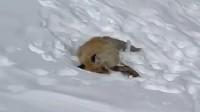网红狐狸死在雪地里 景区：曾反复强调不要投喂