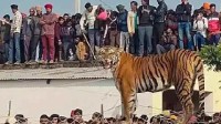 印度一只老虎溜进村庄 墙头上睡觉引全村人围观