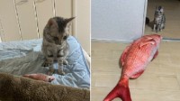 猫咪吵醒人类只为玩鱼 主人怒买巨型鱼：给我玩啊！