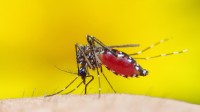 外媒：为预防蚊疾传播 阿根廷用辐射给蚊子做绝育