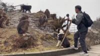 男子牵狗直播挑衅峨眉山猴子 景区：他是在博眼球