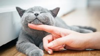养宠人超六成选择养猫 养宠数量将增至近两亿只