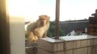 猴哥入侵居民楼！官方回应苏州市区有猴子成群出没
