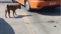 驾校的狗都会指导倒车入库了 网友：黄教练有两下子