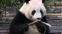 大熊猫和叶弟弟变妹妹登顶微博热搜 网友热议