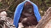 广州多地气温跌破0℃ 动物园猩猩冷到披上毯子