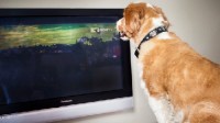 研究发现狗也喜欢刷短视频：尤其是狗当主角的视频