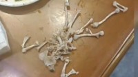 老板学法医的？顾客称少一只牛蛙老板拼碎骨自证清白