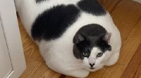 世界最胖的猫在数万人的监督下减肥 一年后终于瘦了