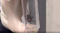 海关查获一批剧毒蜘蛛“黑寡妇” 藏身进口棉花中