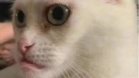 长得好看的猫千篇一律 而丑得有特点的猫是真难得