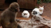 红山动物园志愿者为昆明动物园的猫发声 被质疑外包