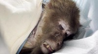 峨眉山老猴王争霸中险丧命：伤口恢复 无法重返猴群