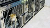 小型犬VIP房一天357元？春节宠物寄养价格大涨50%