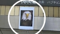 首尔地铁站用老鹰照片驱赶鸽子 专家：没多大作用