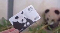 人气爆棚！俄罗斯民众排长队买大熊猫喀秋莎周边