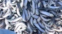 日本一海滩被大量沙丁鱼骨掩埋：烧不完只等自然分解