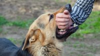 禁养烈性犬伤人谁之过 最高法明确：犬主人无条件全责